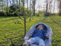 Neue Bäume für Babies